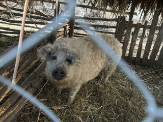 Porci Mangaliță