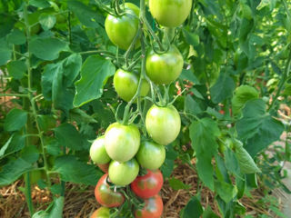Семена высокорослых томатов