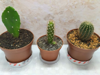 Cactus.Livrare. / Кактус. Доставка. foto 9