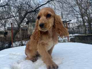 Cocker spaniel foto 6