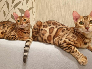 Леопардовые бенгалы. Bengal foto 6