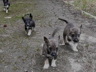 Husky hybrid, catelusi cauta stapini