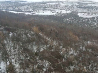 60 hectare teren arabil cu copaci consolidat Lăpușna Hincesti foto 8