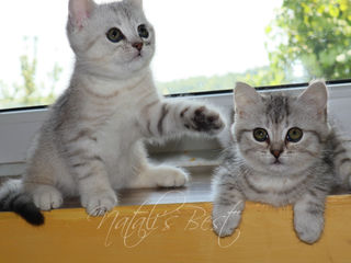 Клубные Британские котята . foto 7