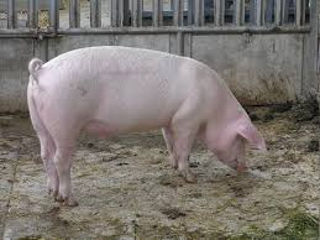 Porc foto 1