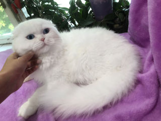 Împerechere cu renumitul motan scottish fold alb, cu ochi albaștri. Deținător de Pedigree. foto 9