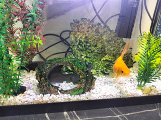 Acvarium cu pesti foto 2
