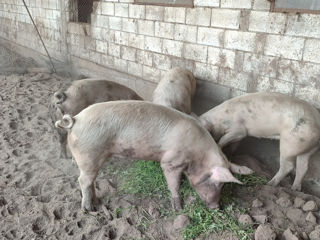 Vindem porci crescuți cu mâncare naturală!!! foto 1