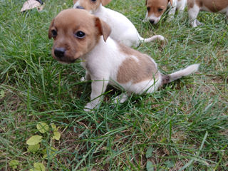 Jack Russell Terrier foto 4