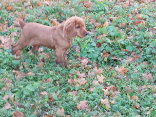 Cooker Spaniel foto 2