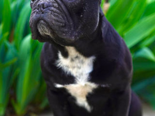 French Bulldog Femelă foto 2