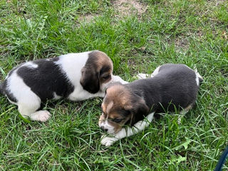 Se vând cățeluși rasa Beagle foto 1