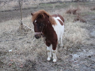 Пони самец 9 месяцев foto 1