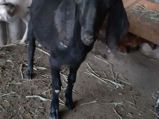Vind capre  foto 6
