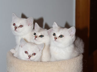 British shorthair chinchilla pisica pisoi foto 4