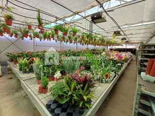 Spre vânzare seră! Afacere activă cu flori în Sângera. foto 1