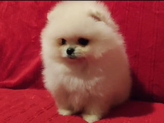 Подарок любимым! mini spitz pomeranian toy foto 7