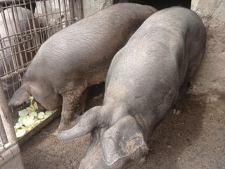 Porci