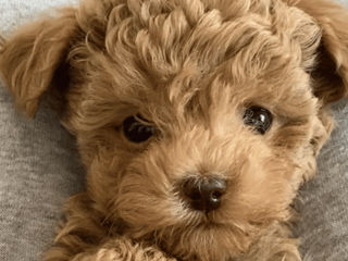 Maltipoo foto 9