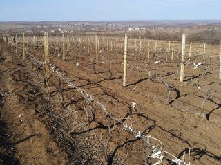 Продам  виноградник ухоженный,  в селе Бульбоака  Новоаненского района. foto 3