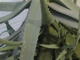 Aloe Vera și aloie foto 6