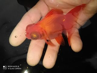 Золотая рыбка и другие виды аквариумных рыбок! foto 3