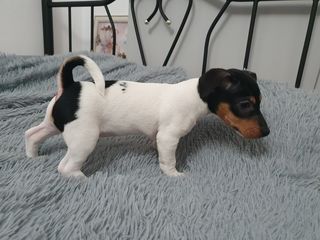 Jack Russell Terrier foto 4