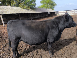 Tauri angus foto 3