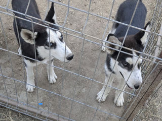 Husky Siberian