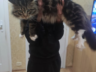 Main coon foto 2