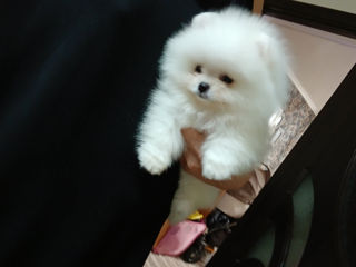 Подари себе счастье!Mini toi Spitz's Pomeranian