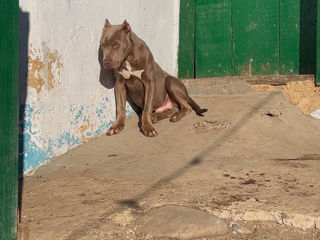 Pitbull Lilac (Изабелловый) foto 8