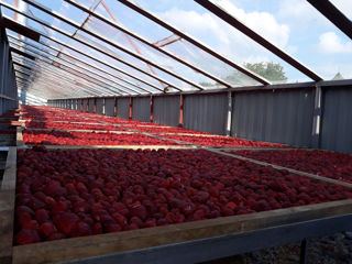 Căpșune uscate ecologic în uscătorie solară