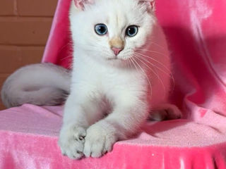 British shorthair golden shaded point . foto 8