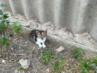 Ofer pui de pisici 2 luni jumătate foto 2