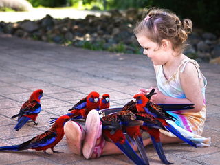 Большая заботливая семья примет в дар для детей, попугаев и любую другую декоративную птицу! foto 4