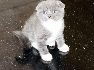 Биколор, короткошерстный. Scottish fold Shorthair foto 7