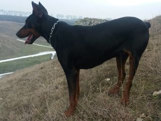 Doberman la imperechere foto 2