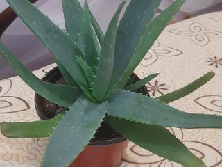 Aloe vera 3 ani 5 ani foto 2