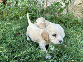 Coker spaniel foto 5