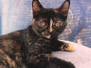 Vind Pisica Scottish Straight Tortie