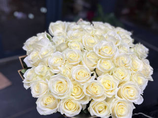 Trandafiri 60cm, 70cm, 80cm, 100cm ! Oferte promotionale!! foto 9
