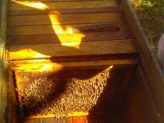 Пчелосемьи с ульями недорого foto 3