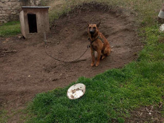 Vând câine ciobănesc belgian malinois  foto 3
