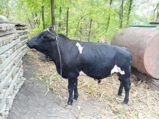 Vaci Junci cai buhai oi capre cirlani cumpar la carne și crestere!Закупаем коров быков лошадей овец foto 3