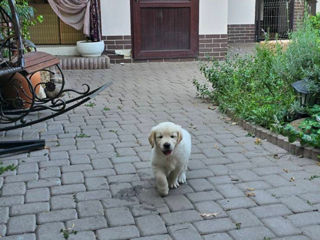 Golden Retriever rasa curata foto 9