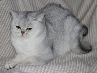 British shorthair chinchilla pisica pisoi foto 10