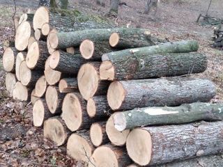 Urgent urgent Avem lemn de foc speci tari stejar frasen carpen livram la domiciliu