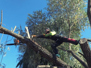 Tăierea lemnulor și a pomilor! Arborist! taierea copacilor in spatii închise ! Pe toata teritoria MD foto 3