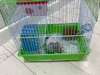 Vând hamsteri foto 3